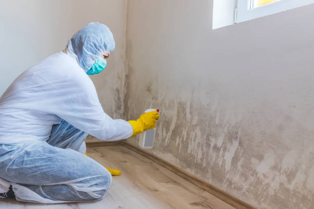 Licensed Mold Remediation service in Caldwell, TX - WQB Mold Removal